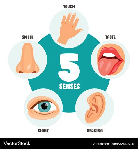 Five senses concept with human organs Royalty Free Vector