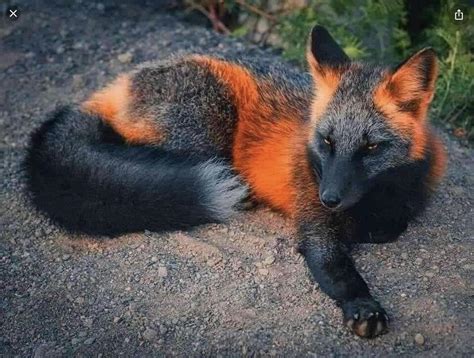 Here’s a melanistic fox (Credit to Pinterest) : r/RealLifeShinies