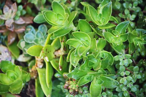 Water Drops On Leaves Of Succulents Free Stock Photo - Public Domain ...