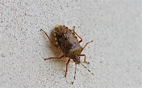 Blog - Are Stink Bugs In Greensboro, NC Dangerous?