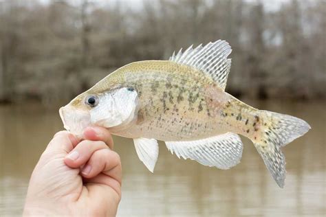 What Does Crappie Taste Like? Are Crappie Good To Eat? - Corrie Cooks