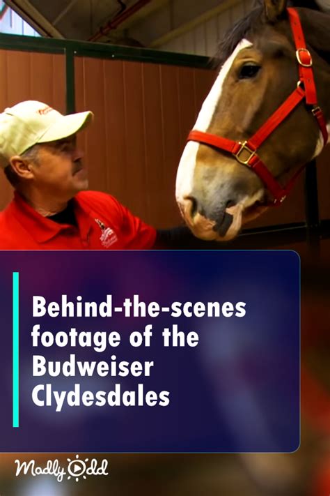 Remember the Budweiser Clydesdales? Behind-the-scenes footage shows their journey to the superbowl