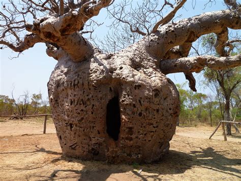 Famous Boab Prison Tree, a large hollow Adansonia gregorii (Boab) tree just south of Derby ...