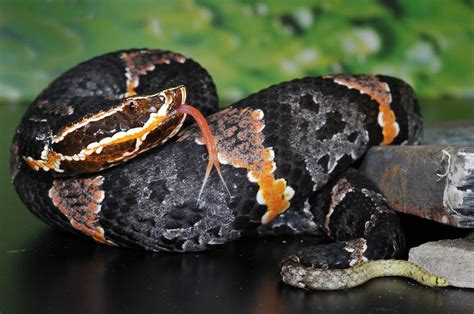 Agkistrodon bilineatus taylori, Taylor's Cantil | Reptiles, Animals, Snake