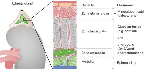 Adrenal Glands: Anatomy | Concise Medical Knowledge