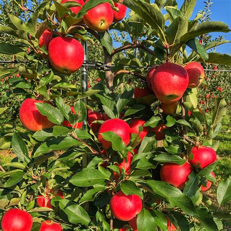 Apple Picking Near Me 2024 List - Yetty Katharyn