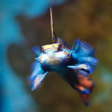 Top 10 Facts About Mandarin Goby