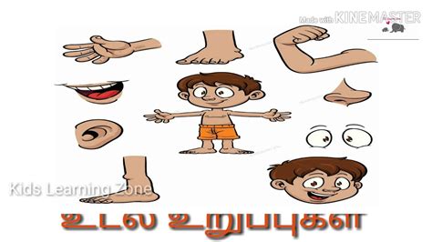 Body Parts Name In Tamil - 7esl Organs Inglese Esl Utilita Vocabulary ...