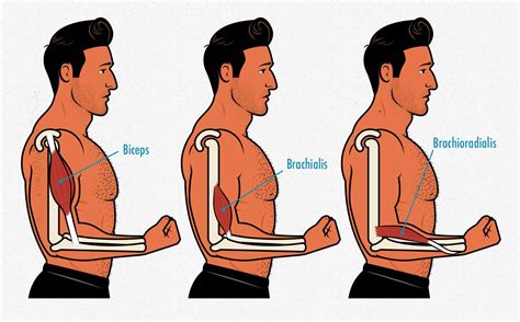 Forearm Training: How to Build Bigger Forearms