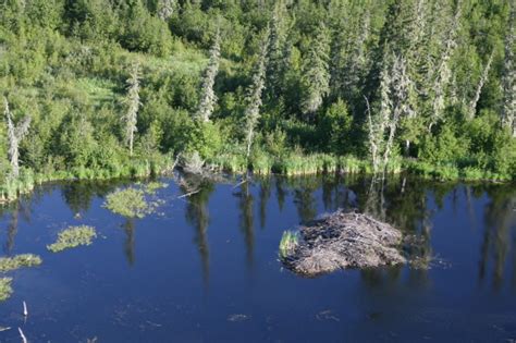 The Weather Network - The largest beaver dam on Earth can be seen from ...