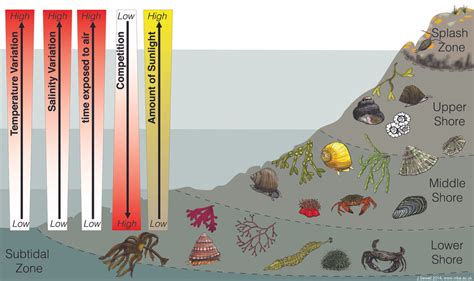 Let's rock the shores! Ecosystems of the sea: Rocky shores.