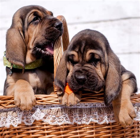 Bloodhound Dog Breed Center - Getting To Know Their Pros and Cons