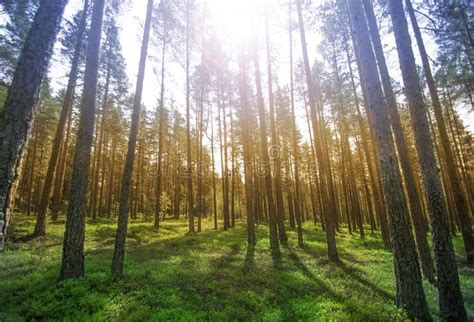 A beautiful sunny forest background with grass. A beautiful sunny forest backgro , #Sponsored, # ...