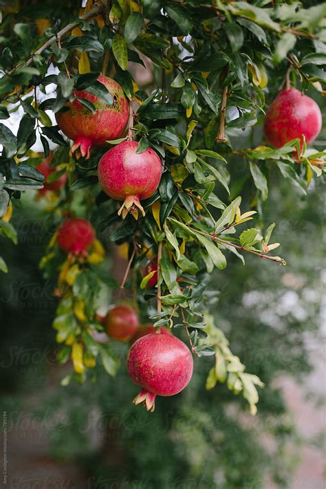 Pomegranates Growing On A Pomegranate Tree | Stocksy United