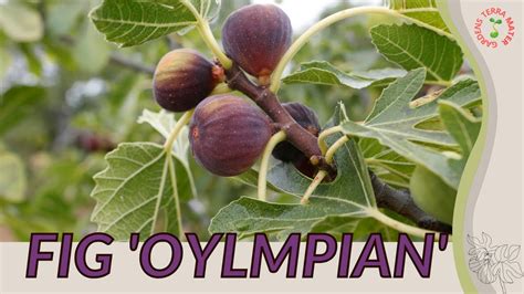 OLYMPIAN FIG Information and Growing Tips! (Ficus carica) - YouTube