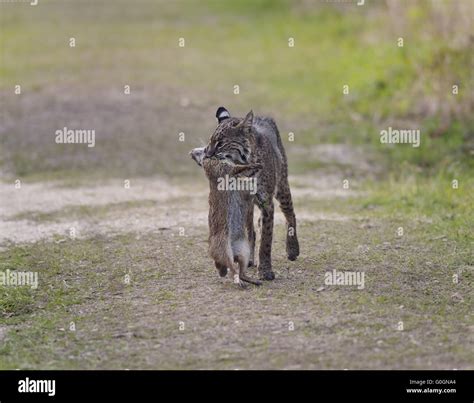 Wild Bobcat Hunting Stock Photo - Alamy