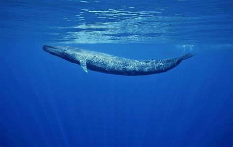 Aggregate more than 63 blue whale wallpaper best - in.cdgdbentre