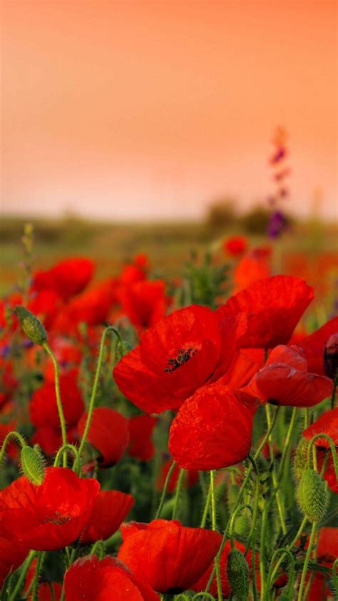 Poppy Field Wallpapers - Top Free Poppy Field Backgrounds - WallpaperAccess