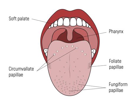 Inflamed Taste Buds: 11 Causes and Treatment