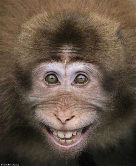 Hilarious images show the biggest smiles in the animal kingdom | Daily Mail Online