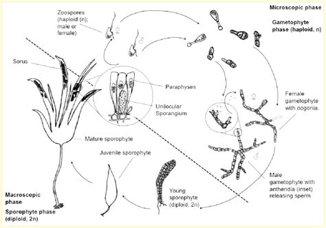 Laminaria Diagram