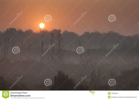 Foggy sunrise stock photo. Image of morning, grove, mist - 12955924