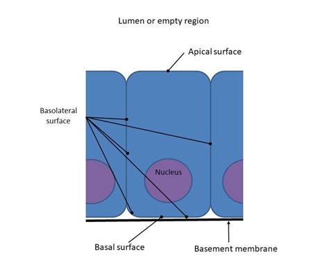 Apical And Basal Surfaces