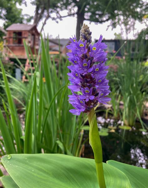 The Wildlife Pond — Wild Roots Native Plants