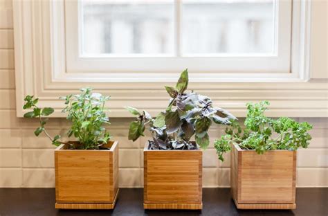 How to Keep Your Indoor Herbs Alive - THE SAGE