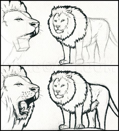 How To Draw Lions Face Step Step Drawing Tutorial Annimande Feand1991 | Porn Sex Picture
