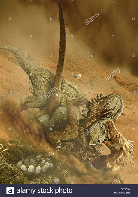 Battle scene between a Velociraptor and Protoceratops in the Stock Photo, Royalty Free Image ...