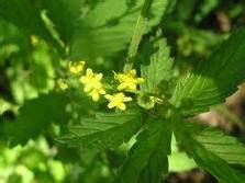 Herbs-Treat and Taste: AGRIMONY: A MEDICINAL HERB: BENEFITS, USES AND HISTORY OF AGRIMONY ...