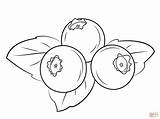 Blueberries coloring page  Free Printable Coloring Pages sketch template