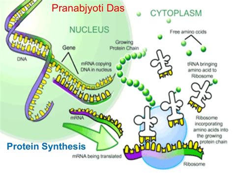 Protein synthesis