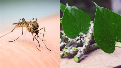 5 most effective home remedies for dengue fever | HealthShots