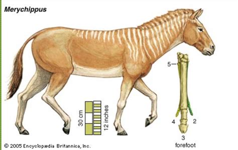 Merychippus | Extinct animals, Horses, Prehistoric animals