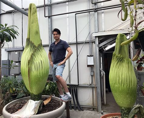 Corpse Flowers - Corpse Flower Bloom 2016 United States Botanic Garden ...