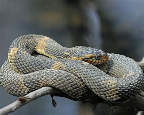 Banded Water Snake - Facts, Diet, Habitat & Pictures on Animalia.bio