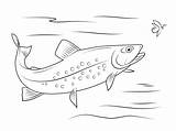 Rainbow Trout Coloring Pages At Viiadrianablog Blog sketch template