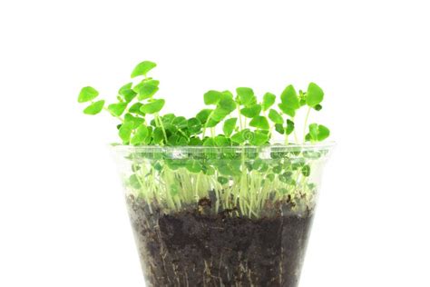 Sprouting chia seeds plant stock image. Image of macro - 52829753