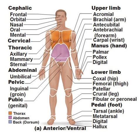 Surface anatomy terms (with pictures) flashcards | Quizlet