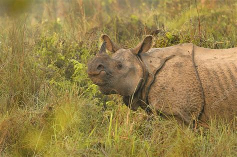 Indian rhinoceros - Stock Image - C057/9657 - Science Photo Library