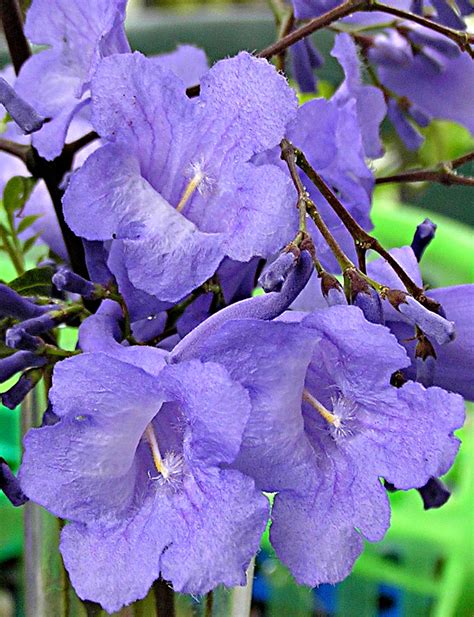 273 Jacaranda Flowers - a photo on Flickriver