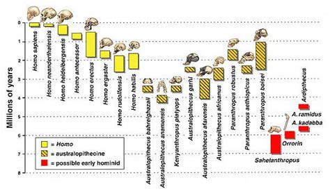 Biological anthropology research – Artofit