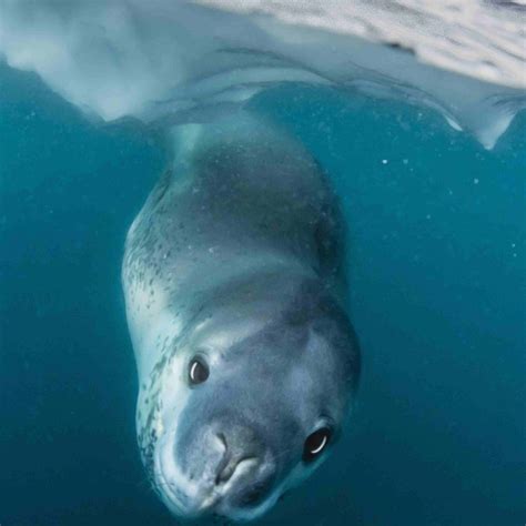 Leopard Seal Facts