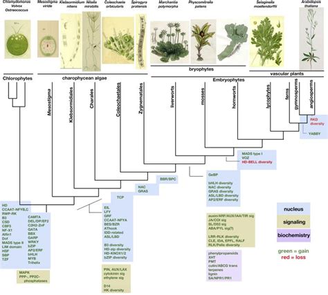 Insights into Land Plant Evolution Garnered from the Marchantia ...