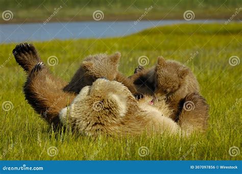 Mother Grizzly Bear with Her Cubs Playing in a Green Meadow Stock Photo - Image of cubs, bears ...