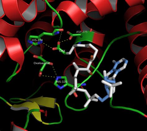 Citrate synthase - Wikiwand