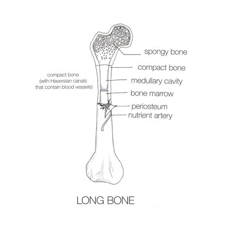 Label The Structures Of A Long Bone