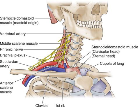 Supraclavicular and Infraclavicular Nerve Blocks | Anesthesia Key